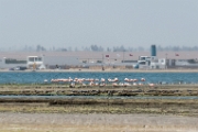 PerBol2014 046  Flamingi chilijskie widziane w oddali ze ścieżki Sendero al Mirador. Paracs, Peru. : 2014, Paracas, Peru