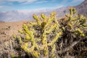 PerBol2014 108  Kaktusy nad kanionem Colca. Peru. : 2014, Colca Canyon, Peru