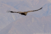 PerBol2014 112  Kondor nad Kanionem Colca. Peru. : 2014, Colca Canyon, Peru