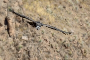PerBol2014 114  Kondor nad Kanionem Colca. Peru. : 2014, Colca Canyon, Peru