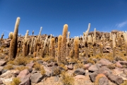 PerBol2014 200  Isla Incahuasi. Salar de Uyuni. Boliwia. : 2014, Boliwia, Salar de Uyuni