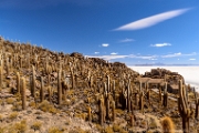 PerBol2014 201  Isla Incahuasi. Salar de Uyuni. Boliwia. : 2014, Boliwia, Salar de Uyuni