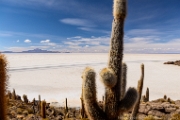PerBol2014 202  Isla Incahuasi. Salar de Uyuni. Boliwia. : 2014, Boliwia, Salar de Uyuni