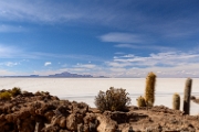 PerBol2014 203  Isla Incahuasi. Salar de Uyuni. Boliwia. : 2014, Boliwia, Salar de Uyuni