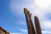 PerBol2014 204  Isla Incahuasi. Salar de Uyuni. Boliwia. : 2014, Boliwia, Salar de Uyuni