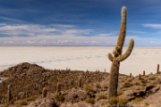 PerBol2014 205  Isla Incahuasi. Salar de Uyuni. Boliwia. : 2014, Boliwia, Salar de Uyuni
