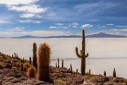 PerBol2014 206  Isla Incahuasi. Salar de Uyuni. Boliwia. : 2014, Boliwia, Salar de Uyuni