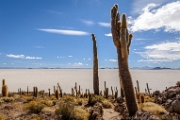 PerBol2014 207  Isla Incahuasi. Salar de Uyuni. Boliwia. : 2014, Boliwia, Salar de Uyuni