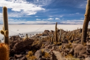 PerBol2014 209  Isla Incahuasi. Salar de Uyuni. Boliwia. : 2014, Boliwia, Salar de Uyuni