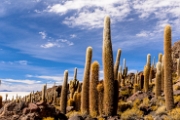 PerBol2014 210  Isla Incahuasi. Salar de Uyuni. Boliwia. : 2014, Boliwia, Salar de Uyuni