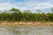 PerBol2014 246  Rio Tupani. Boliwia. : 2014, Amazonia, Boliwia