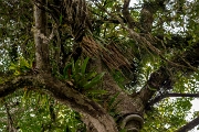 PerBol2014 251  Drzewo oplecione innym drzewem i roślinami. Amazonia. Boliwia. : 2014, Amazonia, Boliwia
