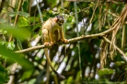 PerBol2014 256  Małpka sajmiri. Amazonia. Boliwia. : 2014, Amazonia, Boliwia