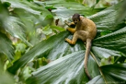 PerBol2014 257  Sajmiri na liściu. Amazonia. Boliwia. : 2014, Amazonia, Boliwia