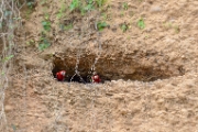 PerBol2014 262  Ary zielonoskrzydłe w pieczarze na stromym zboczu glinianego urwiska. Amazonia. Boliwia. : 2014, Amazonia, Boliwia
