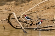 PerBol2014 266  Kardynały żółtodziobe (Paroaria capitata). Rio Yucama. Boliwia. : 2014, Amazonia, Boliwia