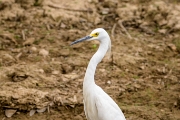 PerBol2014 267  Czapla śnieżna (Egretta thula). Rio Yucama. Boliwia. : 2014, Amazonia, Boliwia
