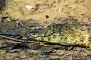 PerBol2014 268  Kajman czarny (Melanosuchus niger). Rio Yucama. Boliwia. : 2014, Amazonia, Boliwia