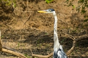 PerBol2014 272  Czapla czarnobrzucha (Ardea cocoi). Rio Yacuma. Boliwia. : 2014, Amazonia, Boliwia