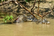 PerBol2014 275  Walczące kajmany czarne. Rio Yucama. Boliwia. : 2014, Amazonia, Boliwia