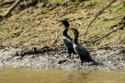 PerBol2014 276  Kormorany oliwkowe (Phalacrocorax brasilianus). Rio Yucama. Boliwia. : 2014, Amazonia, Boliwia