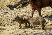 PerBol2014 278  Młode kapibary. Rio Yucama. Boliwia. : 2014, Amazonia, Boliwia