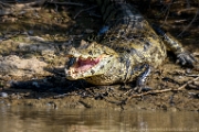 PerBol2014 283  Kajman czarny. Rio Yucama. Boliwia. : 2014, Amazonia, Boliwia