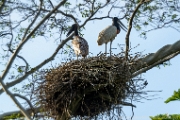 PerBol2014 285  Para żabiru (Jabiru mycteria). Rio Yucama. Boliwia. : 2014, Amazonia, Boliwia