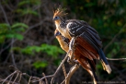 PerBol2014 286  Para hoacynów (Opisthocomus hoazin). Rio Yucama. Boliwia. : 2014, Amazonia, Boliwia