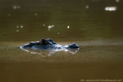 PerBol2014 288  Kajman czarny (prawdopodobnie). Rio Yucama. Boliwia. : 2014, Amazonia, Boliwia