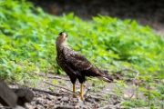 PerBol2014 297  Karakara czarnobrzucha (Caracara plancus). Rio Yucama. Boliwia : 2014, Amazonia, Boliwia