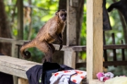 PerBol2014 304  Kapucynka czubata buszuje w obozowisku. Rio Yucama. Boliwia. : 2014, Amazonia, Boliwia
