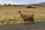 PerBol2014 316  Lama. Tiwanaku. Boliwia. : 2014, Boliwia, Tiwanaku