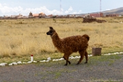 PerBol2014 317  Kolejna lama. Tiwanaku. Boliwia. : 2014, Boliwia, Tiwanaku