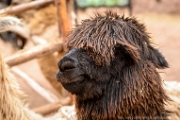 PerBol2014 395  Lama. Awana Kancha - muzeum i osrodek promocji historycznej kultury andyjskiej. Peru. : 2014, Awana Kancha, Cusco, Peru