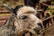 PerBol2014 397  Lama. Awana Kancha. Peru. : 2014, Awana Kancha, Cusco, Peru