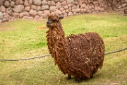 PerBol2014 398  Lama. Awana Kancha. Peru. : 2014, Awana Kancha, Cusco, Peru