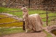 PerBol2014 399  Lama. Awana Kancha. Peru. : 2014, Awana Kancha, Cusco, Peru