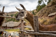 PerBol2014 400  Guanaco. Awana Kancha. Peru. : 2014, Awana Kancha, Cusco, Peru