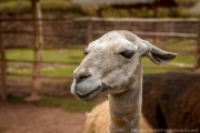 PerBol2014 401  Alpaca. Awana Kancha. Peru. : 2014, Awana Kancha, Cusco, Peru