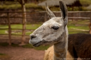 PerBol2014 402  Alpaca. Awana Kancha. Peru. : 2014, Awana Kancha, Cusco, Peru