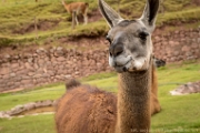 PerBol2014 403  Guanaco. Awana Kancha. Peru. : 2014, Awana Kancha, Cusco, Peru
