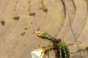 PerBol2014 416  Kaktus na tle tarasów. Pisac. Peru. : 2014, Peru, Pisac