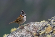 PerBol2014 436  Pasówka obrożna (Zonotrichia capensis) na szczycie Wayna Picchu. Peru. : 2014, Machu Picchu, Peru